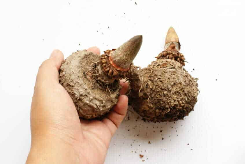 Burete natural Konjac cu lavanda pentru corp si ten